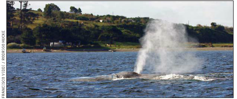 Por primera vez monitorean en forma simultánea los desplazamientos de seis ballenas azules de Chiloé