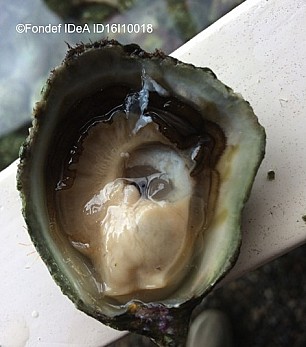 Al rescate de la ostra chilena: investigadores UACH pretenden re-posicionar la ostricultura